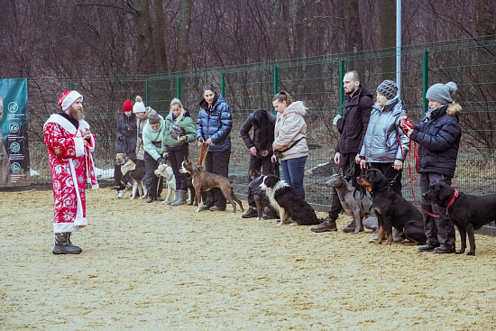 В Воронежском центральном парке начала работу площадка для выгула и дрессировки собак