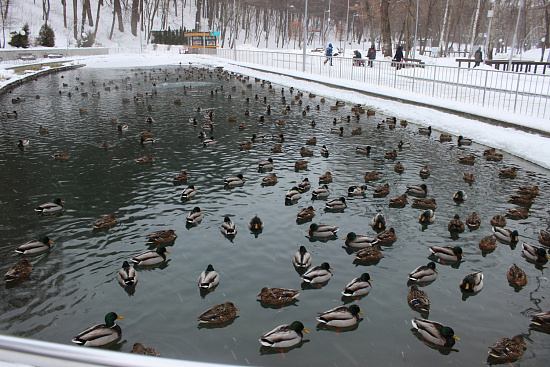 Союз охраны птиц России объявил о старте всероссийских наблюдений за зимующими птицами