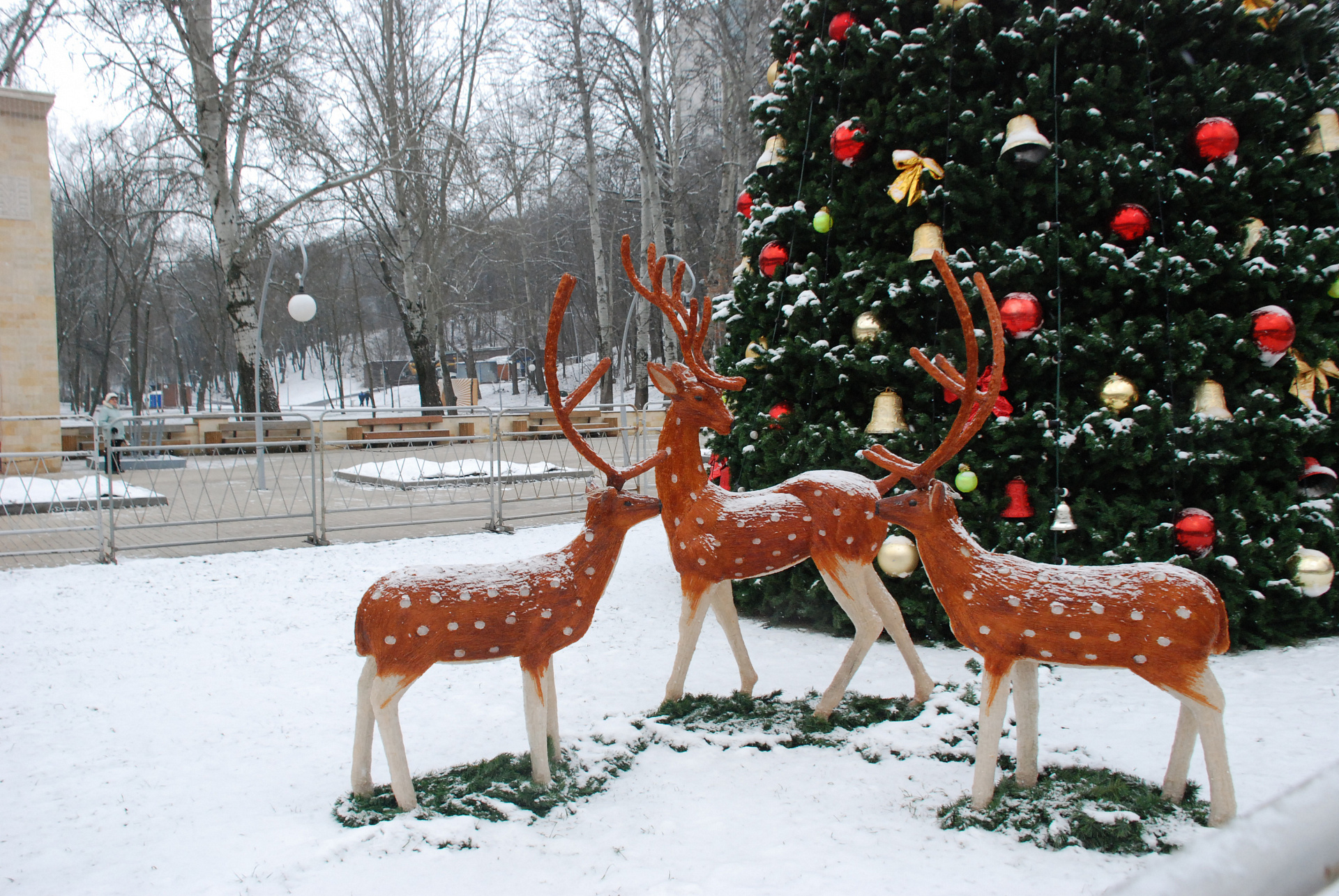 В Центральном парке состоялось открытие новогодней елки