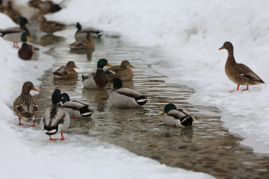 В Воронежском центральном парке проходит акция "Покормите птиц зимой"